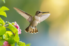 Hummingbirds In Spring Nature. Background With Selective Focus And Copy Space