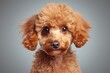 Portrait of a cute purebred puppy of Miniature Poodle