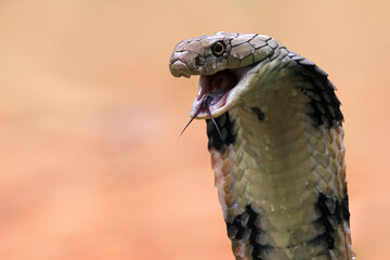 Wall Mural - closeup head of king cobra snake, closeup head king cobra with natural background