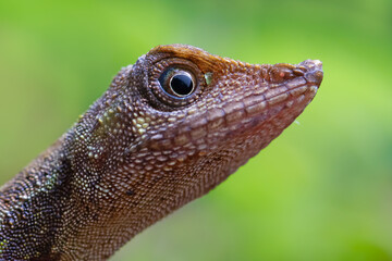 Wall Mural - Aphaniotis acutirostris lizard closeup head, Head of kalimantan lizard on isolated background, Indonesian earless agama