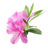 Fototapeta Tulipany - Azaleas flowers with leaves, Pink flowers isolated on white background with clipping path