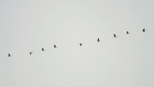 A Flock Of Migrating Geese In The Pale Grey Sky.