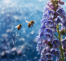Honey Bee Collecting Nectar On A Blue Delphinium Flower