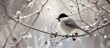 © AkuAku - Stunning Willow Tit: Majestic Black and White Bird in the Willow