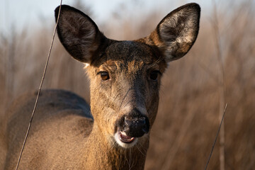 Sticker - Close Up of White-tailed Deer (Odocoileus virginianus) Walking in Grassland