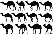 Camel Silhouette Set Black Logo Animals Silhouettes Icons 