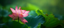Lovely Pink Lotus Has A Vibrant Green Backdrop In This Stunning Image Of A Pink Lotus Blossoming Against A Lush Green Backdrop