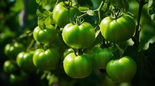 Green Tomatoes Growing In A Greenhouse. Ripe Green Tomatoes In A Greenhouse. Generative AI