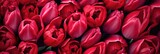 colorful background of red tulips