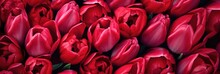 Colorful Background Of Red Tulips