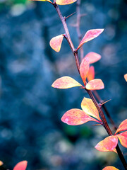 Wall Mural - bright yellow and red autumn leaves on a branch