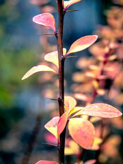 Wall Mural - bright yellow and red autumn leaves on a branch