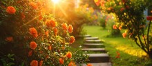 Orange-flowered Chaenomeles Japonica Shrubs Bloom In A Garden With Green Grass And A Small Sunny Staircase.