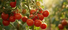 Perfectly Plump Tomatoes Hanging From Majestic Tree Branches - A Bountiful Tomato, Tree Tomato, Tree Tomato Feast