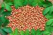 Peanut kernel with green leaves background