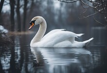  Winter Swan Time Poland Head