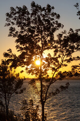 Poster - Silhouette of a tree on the sea at sunset