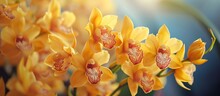 Golden Orchids - A Stunning Bouquet Of Yellow Blossoms In A Bunch Of Radiant Refined Beauty