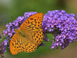 Schmetterlingsflieder mit Schmetterling