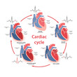 © Olga - Diagram of the phases of the cardiac cycle with their phases on the cardiogram with main parts labeled. Circulation of blood through the heart. Vector illustration in flat style
