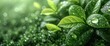  Green Tea Banners Leaves Drops, Wallpaper Pictures, Background Hd
