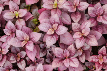 Closeup red fresh leaves of Alternanthera Joseph's background