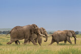 Fototapeta Sawanna - Wielkie słonie na afrykańskiej sawannie w Amboseli Kenia