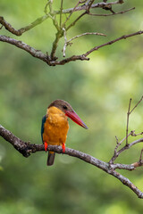 Wall Mural - Close up image of Stork-billed kingfisher perching on the tree.