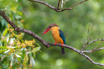 Wall Mural - Close up image of Stork-billed kingfisher perching on the tree.