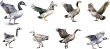 Set Of Watercolor Illustrations Bird Wild Geese, On A White Background.