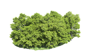 Wall Mural - Green forest isolated on background. 3d rendering - illustration