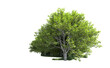 © Elscar Studios - Green forest isolated on background. 3d rendering - illustration