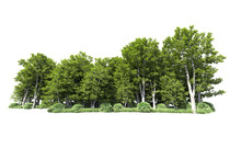 Green Forest Isolated On Background. 3d Rendering - Illustration