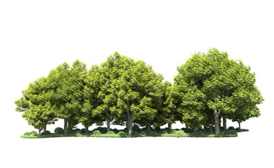 Wall Mural - Green forest isolated on background. 3d rendering - illustration