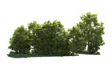 Green forest isolated on background. 3d rendering - illustration
