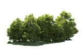 Green forest isolated on background. 3d rendering - illustration