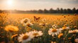 Field of daisies in golden rays of the setting sun in spring summer nature with an orange butterfly outdoors