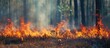 Burning young pine and forest fire illustrate wildfires or prescribed burning.