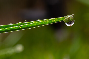 Wall Mural - Water drops on the green grass. Morning dew, watering plants. Drops of moisture on leaves after rain. Beautiful green background on an ecological theme