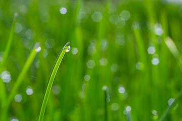 Wall Mural - Water drops on the green grass. Morning dew, watering plants. Drops of moisture on leaves after rain. Beautiful green background on an ecological theme