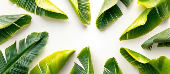 Canvas Print - Vibrant Sliced Banana Leaves on a White Background: A Slice of Nature's Freshness in the Form of Sliced Young Banana Leaves on a White Background