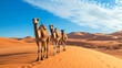 Camel family walking in desert at merzouga
