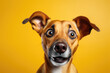 Surprised, shocked dog, puppy with open mouth on a yellow background
