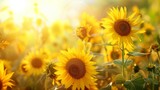 Fototapeta Kwiaty - A field of blooming sunflowers A beautiful sunset over big golden sunflower field in the countryside Sunflowers are growing in the evening field. Atmospheric summer wallpaper, space for text