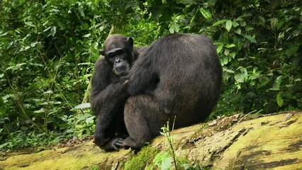 Wall Mural - Common or Robust Chimpanzee - Pan troglodytes also chimp, great ape native to the forest and savannah of tropical Africa, pair of humans closest living relative in the rainforest of Uganda in rain.