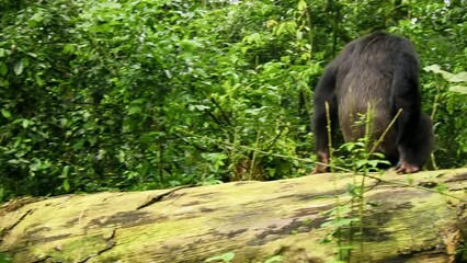 Wall Mural - Common or Robust Chimpanzee - Pan troglodytes also chimp, great ape native to the forest and savannah of tropical Africa, pair of humans closest living relative in the rainforest of Uganda in rain.