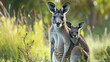 Eastern grey kangaroo Macropus giganteus hiding