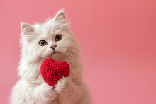Fluffy White Cat Holds Out A Knitted Red Heart Isolated On Pink Pastel Background