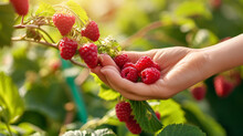 Hand of woman touching raspberries on sunny day