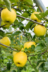 Wall Mural - Gunma Meigetsu, a delicious apple variety in the orchard.